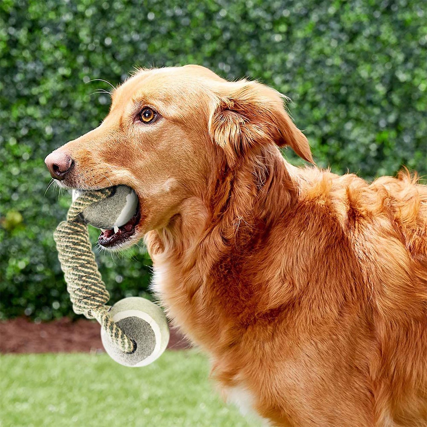 Cotton Rope Dog Toy