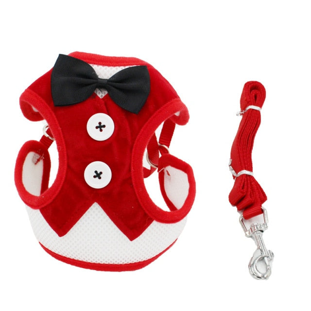 Cat Leash Training