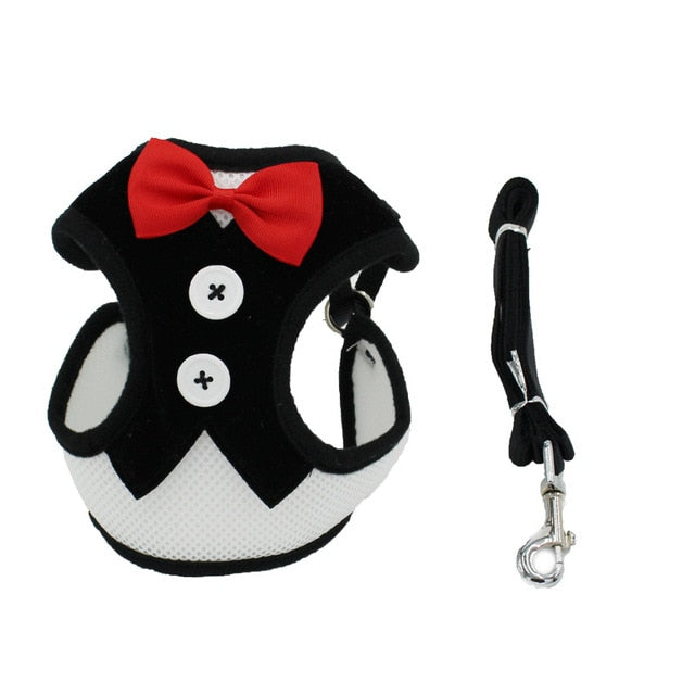 Cat Leash Training