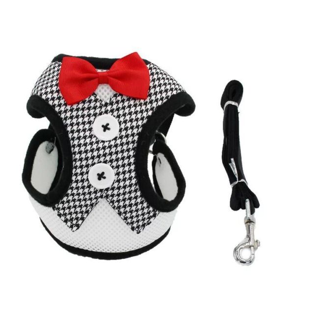 Cat Leash Training 